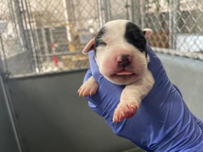 (RESCUE ONLY)(NURSING), American Bulldog, puppy, available for adoption