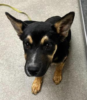 A127309, German Shepherd Dog, young, available for adoption