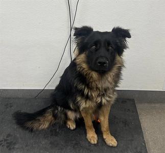 A127305, German Shepherd Dog, adult, available for adoption