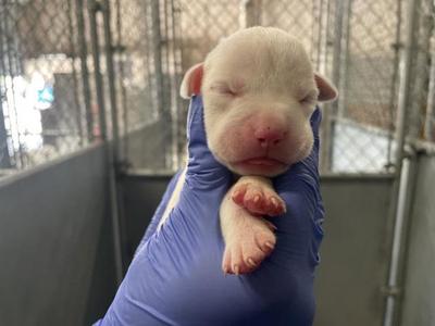 (RESCUE ONLY)(NURSING), American Bulldog, puppy, available for adoption