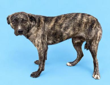 A brindle-colored dog standing on a blue background