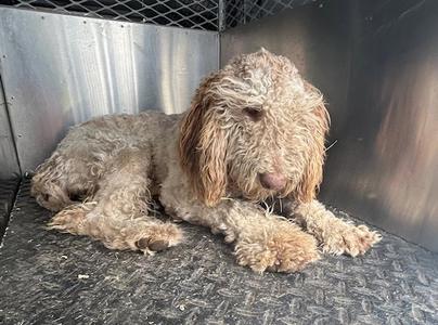 A127333, Poodle (Miniature), young, available for adoption