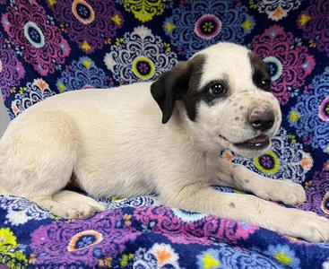 CHESTER (RESCUE ONLY), Australian Cattle Dog/Blue Heeler, puppy, available for adoption
