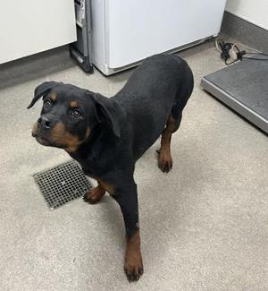 APPLE, Rottweiler, young, available for adoption