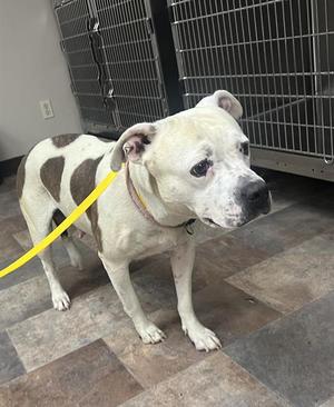(RESCUE ONLY) SADY, Pit Bull Terrier, adult, available for adoption