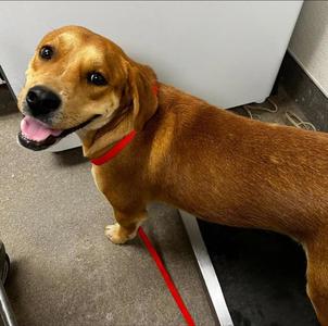 ANDY, Labrador Retriever, young, available for adoption