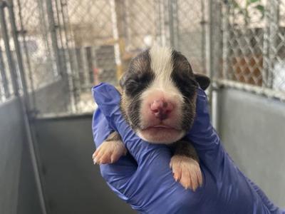 (RESCUE ONLY)(NURSING), American Bulldog, puppy, available for adoption