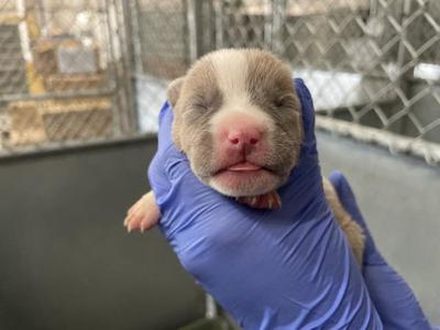 (RESCUE ONLY)(NURSING), American Bulldog, puppy, available for adoption