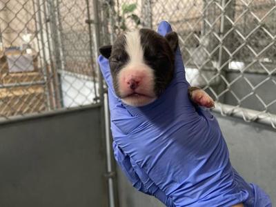 (RESCUE ONLY)(NURSING), American Bulldog, puppy, available for adoption