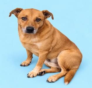 A brown dog sitting on a blue background