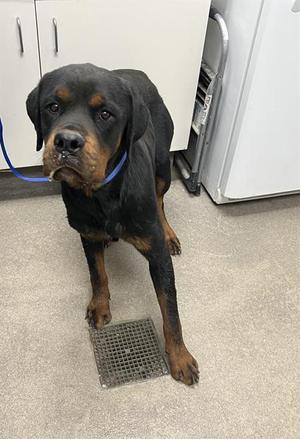 A128631, Rottweiler, adult, available for adoption