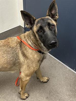 BAILEY, Belgian Shepherd Malinois, adult, available for adoption