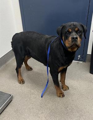 A128630, Rottweiler, adult, available for adoption
