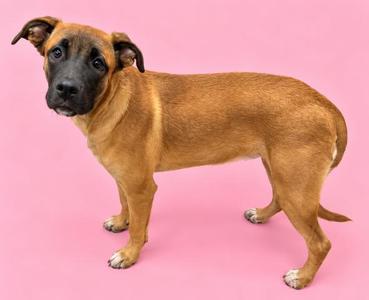 A brown dog standing on a pink background