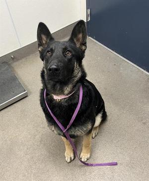 COLBIE, German Shepherd Dog, adult, available for adoption
