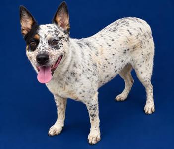 A white dog with black spots standing on a blue background