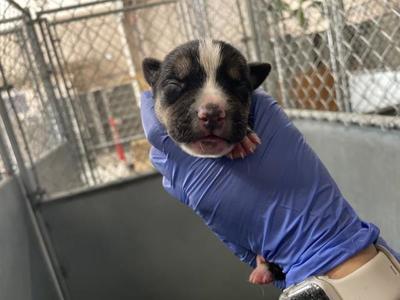 (RESCUE ONLY)(NURSING), American Bulldog, puppy, available for adoption