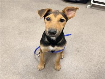 A127288, Doberman Pinscher, puppy, available for adoption
