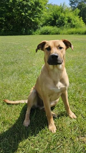 A127371, Labrador Retriever, young, available for adoption