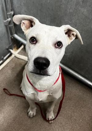 A127329, American Staffordshire Terrier, young, available for adoption
