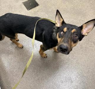 BOO BEAR, German Shepherd Dog, young, available for adoption