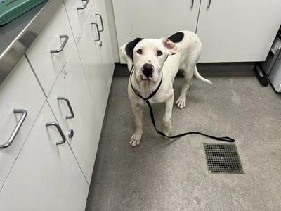 A white dog with black spots on its back and ears is standing on a gray floor in a kitchen. The dog is wearing a black leash and looking directly at the camera. There are white cabinets with silver handles on the left side of the image.