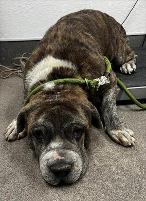 A127316, Chinese Shar-Pei, young, available for adoption