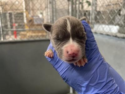 (RESCUE ONLY)(NURSING), American Bulldog, puppy, available for adoption