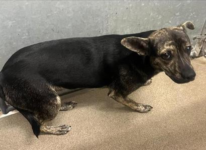 ABBEY, Dutch Shepherd, adult, available for adoption