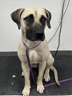 (RESCUE ONLY) PEARL, Mastiff, young, available for adoption