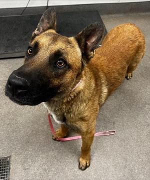 A127351, German Shepherd Dog, adult, available for adoption
