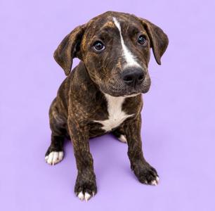 A brindle and white puppy sitting on a purple background.