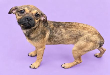 A small brown and black dog standing on a purple background.