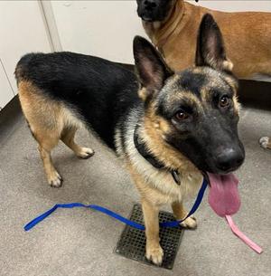 CORA, German Shepherd Dog, adult, available for adoption