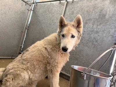 AMBER, Siberian Husky, senior, available for adoption