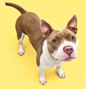 A brown and white dog standing on a yellow background