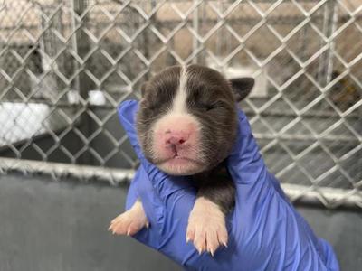 A127297, Pit Bull Terrier, puppy, available for adoption