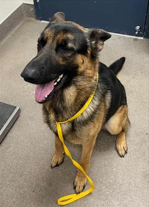 COWBOY, German Shepherd Dog, adult, available for adoption