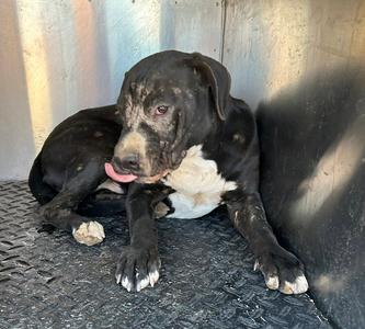 A128648, Pit Bull Terrier, young, available for adoption