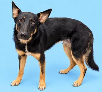 A black and tan dog standing on a blue background