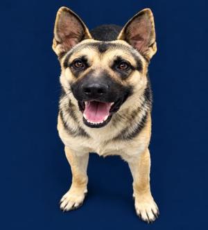 A German Shepherd dog standing on a blue background, looking directly at the camera with its mouth open and tongue out.