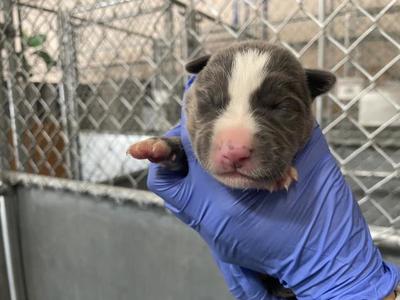 A127298, Pit Bull Terrier, puppy, available for adoption