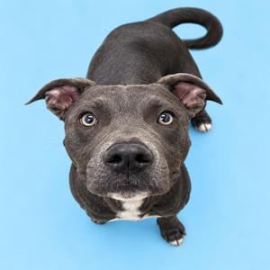 A black dog with a white chest and blue eyes looking up at the camera against a blue background.