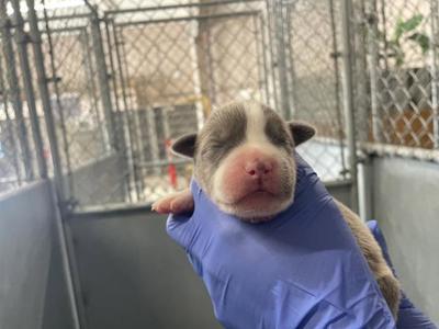 (RESCUE ONLY)(NURSING), American Bulldog, puppy, available for adoption