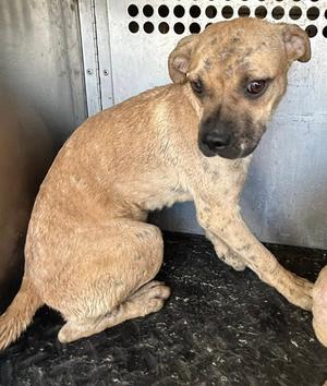 A128519, Staffordshire Bull Terrier, puppy, available for adoption