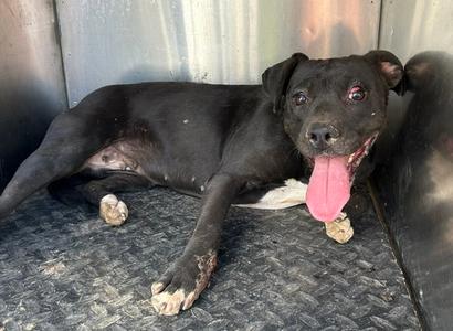 A128649, Pit Bull Terrier, adult, available for adoption