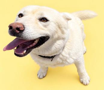 A white dog with a happy expression, standing on a yellow background.