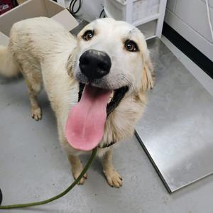 A happy golden dog with its tongue out, standing on a metal surface.