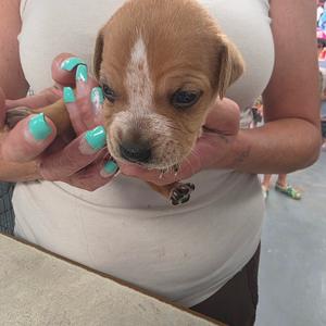 A person holding a small brown and white puppy with blue nail polish on their fingers.