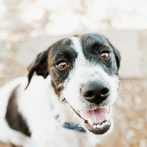 Booth, Pointer, adult, available for adoption